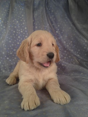 Goldendoodle Male for sale|Puppy for sale #8|DOB 2-16-13|Iowa dog breeders with Goldendoodle Puppies for sale 